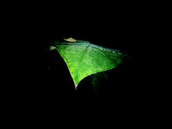 Close-up of green leaves over black background