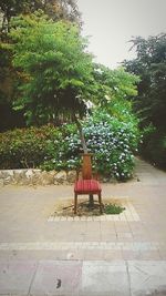 Plants with trees in background