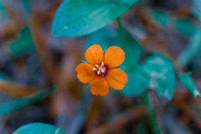 Close-up of orange flowering plant