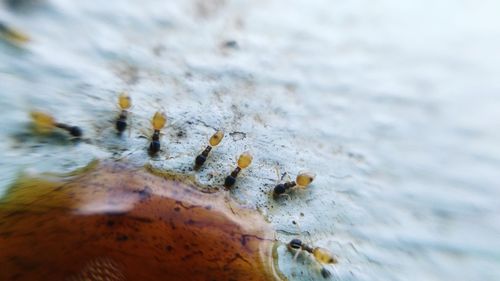 Macro shot of rusty water on wood