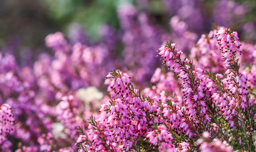 Close-up of pink flowering plants on field