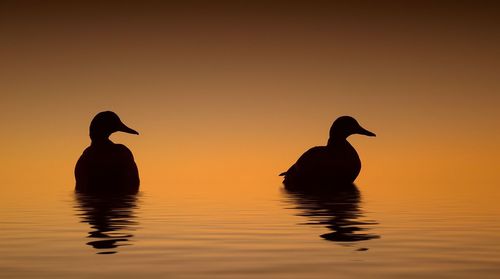 Silhouette of ducks swimming in lake during sunset