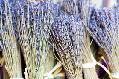 Full frame shot of lavender with plants