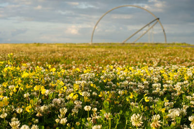 View of flowering plants growing on field against sky