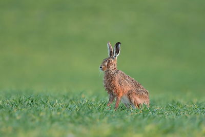 An european hare up close