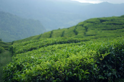 Valley, hill, tea , green tea