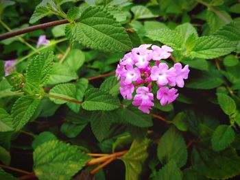 Close-up of pink flowering plant