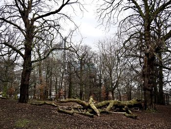 Bare trees in forest against sky