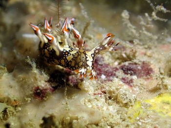 Close-up of fish underwater