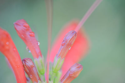 Close-up of wet flower