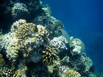 View of fish in sea
