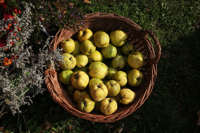 Sweet quinces in basket