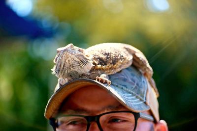 Close-up of bearded dragon on cap of man