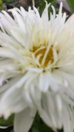 Close-up of white flowers