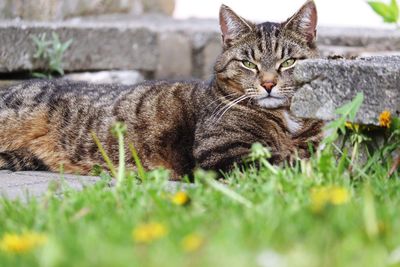 Portrait of a cat on field