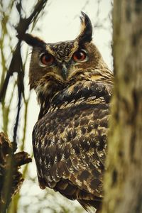 Close-up portrait of owl