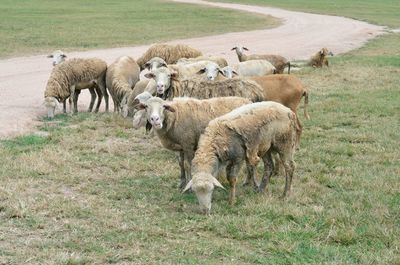 Sheep grazing on field