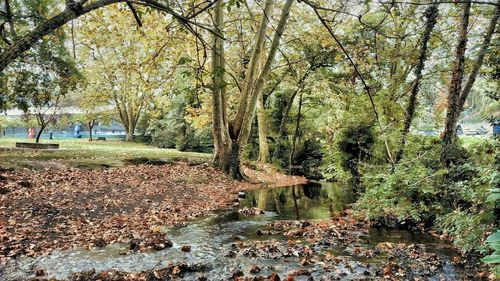 Scenic view of lake in forest during autumn