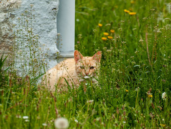 Portrait of cat on field