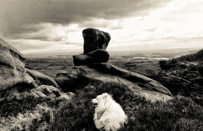 Sheep on rock against sky