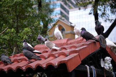 Birds perching on roof against trees