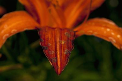 Close-up of orange day lily