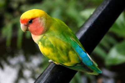 Close-up of parrot perching on leaf