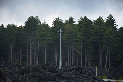 Trees in forest against sky