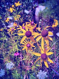 Close-up of yellow flowers blooming in field