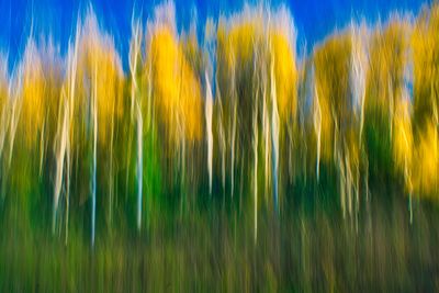 grass