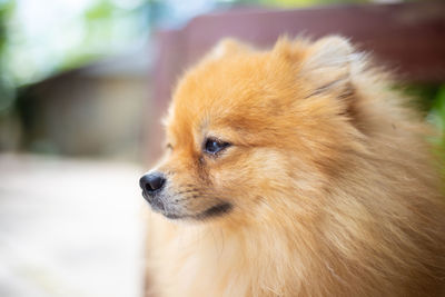 Close-up of dog looking away