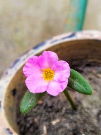 High angle view of pink flower pot