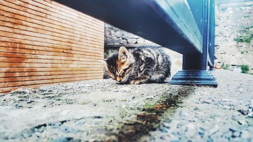 Close-up of cat sitting outdoors