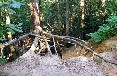 Tree trunks in forest