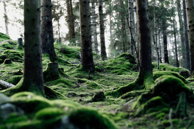 Trees in forest