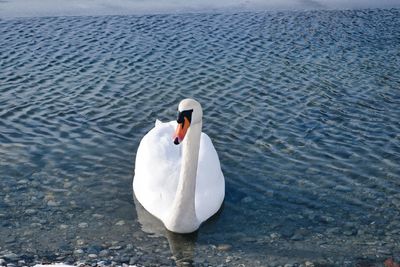 Swan floating on a lake