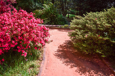 Pink flowering plants in garden