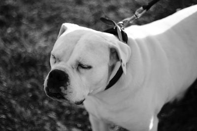 Close-up of dog on field