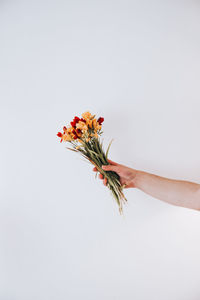 Cropped hand of woman holding flower against white background