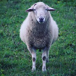 Portrait of sheep standing in field
