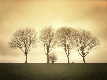 Bare trees on field