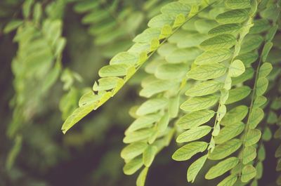 Close-up of leaves