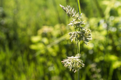 Close-up of flower plant