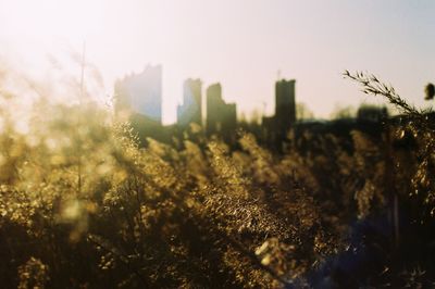 Trees and plants growing on field against sky