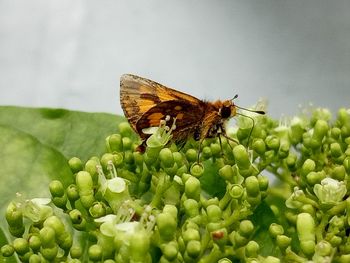 Close-up of insect on plant
