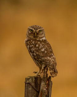 Close-up of owl perching on wooden post
