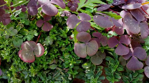 Close-up of plant