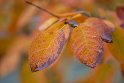 Close-up of dry leaves against blurred background