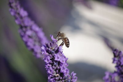 Close-up of bee pollinating on purple flower