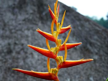 Close-up of orange flowering plant